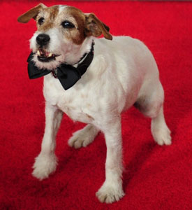 The Artist’s Uggie is Retiring Because of Mysterious Neurological Disorder