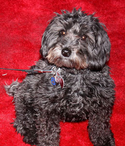 Broadway Continues Going to the Dogs with Porridge in ‘Pippin’